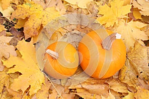 Two orange pumpkins on yellow leaves