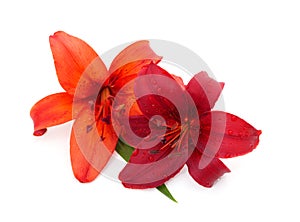 Two orange and red lilies