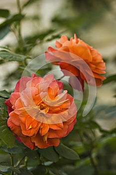 Two orange roses close-up