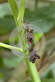 Two Orange-tipped Leaf-footed Bugs