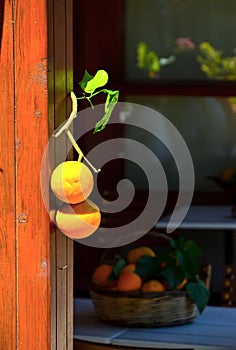 Two orange weighs on a wooden post