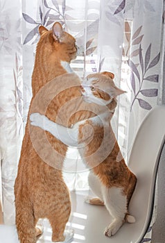 Two blond and white tabby cats