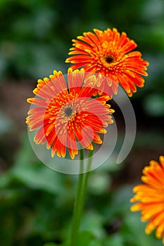 Two orange-yellow gerbera flower on green nature background