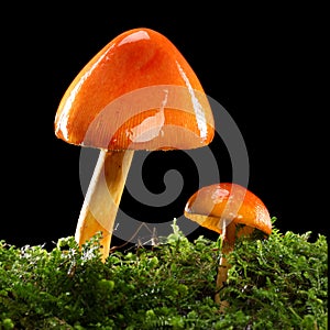 Two orange and yellow mushrooms on wet and humid green mossy forest floor. Isolated on black