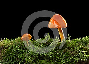 Two orange and yellow mushrooms on wet and humid green mossy forest floor. Isolated on black