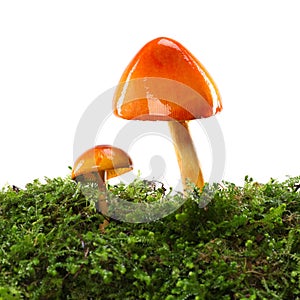 Two orange and yellow mushrooms on wet and humid green mossy forest floor. Isolated on white