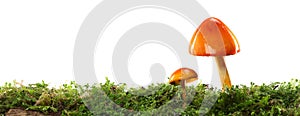 Two orange and yellow mushrooms on wet and humid green mossy forest floor. Isolated on white