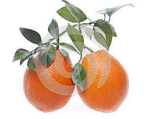 Two oranges