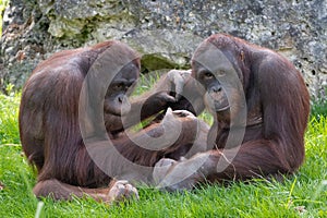 Two orangutan sitting