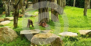 Two orangutans lie