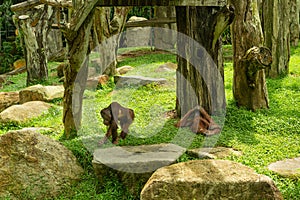 Two orangutans lie