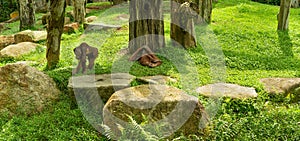Two orangutans lie under a tree
