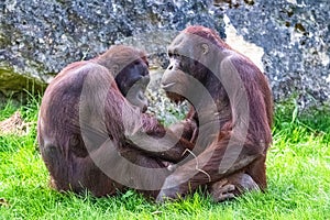 Two orangutans sitting