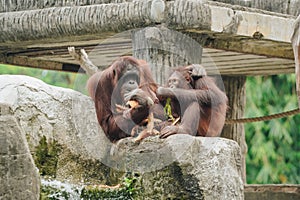 Two orangutans are sitting on a rock, spending their time with nature background