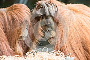 Two Orangutans Touch Each Other on the Face