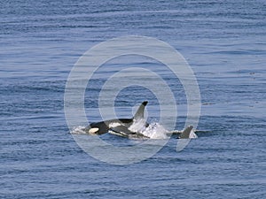 Two orca whales