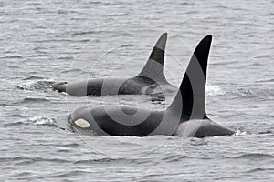 Two Orca Whales Surfacing