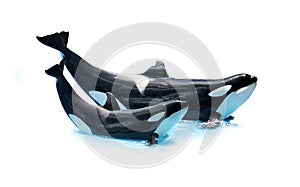 Two orcas (killer whale) greeting