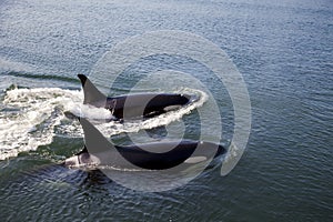 Two Orcas Swimming