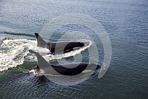 Two Orcas Swimming photo