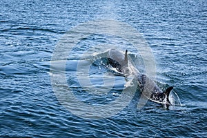 Two Orcas Swimming