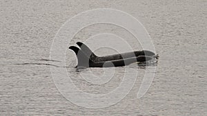 Two orcas swimming in unison