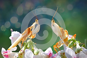 two orchid mantis are facing over the flowers