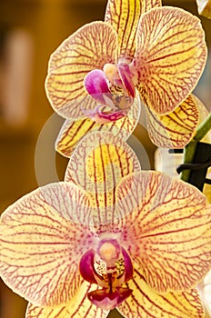 Two orchids are blooming