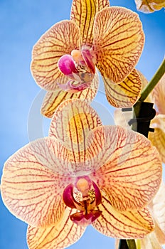 Two orchids over a pop blue background