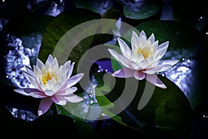 Two orenge purple water lily in dark background