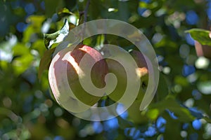 Two organic apples on a branch of an apple tree. Rewena variety