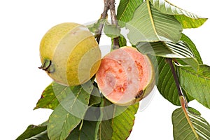 Two organic guavas, biological cultivated, in a tree branch