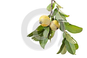 Two organic guavas, biological cultivated, in a tree branch