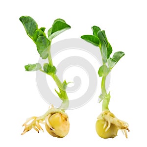 Two organic pea seed germination. Green pea sprouts ready for seedling. Spring background. Isolated on white.