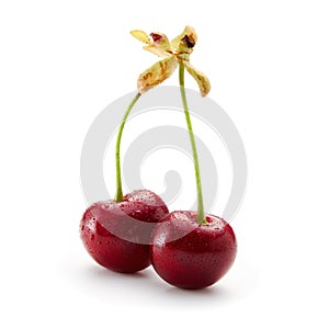Two wet cherries on a white background