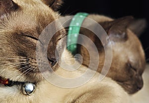 Two oriental Burmese cats sleeping cosy in bed