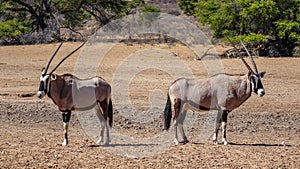 Two oryx antelopes stand back to back in the Namibian savannah.
