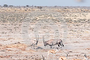 Two oryx fighting