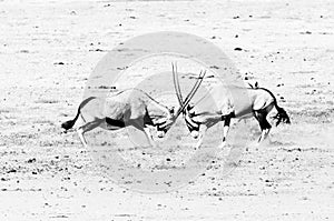 Two oryx fighting. Monochrome