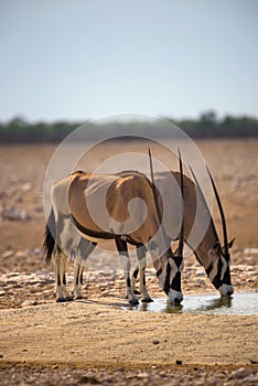 Two oryx gazellas drink water at sunrise in Etosha National Park, Namibia
