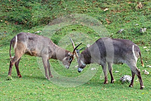 Two Oryx gazelle fighting