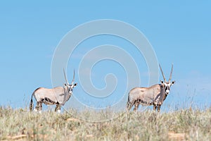 Two oryx in the Mountain Zebra National Park