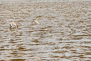 Two Ospreys flying over the Rappahannock River in Eastern Virginia