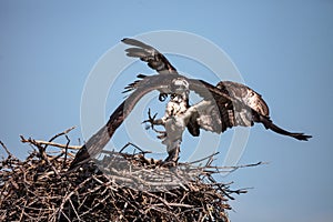 Two ospreys Pandion haliaetus do battle over a nest