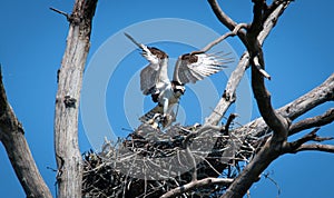 Two Ospreys perched in a tree nest.