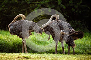 Two ostrich with a baby