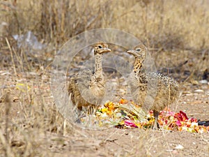 Two ostrich chicks eating some fruit leftovers