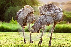 Two ostrich in golden sunlight