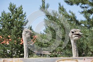 Two ostrich heads on a sunny summer day at an ostrich farm. Two curious ostriches, one out of focus. Beautiful large, flightless