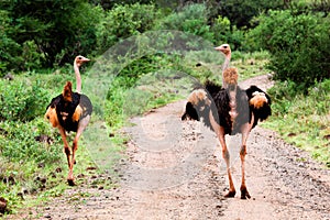 Two ostrich on road in bush, Tsavo West, Kenya